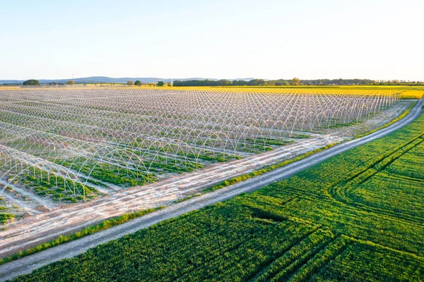 Modern agriculture. Aerial view of greenhouses for expressing greenery, big farm, agriculture, summer landscape