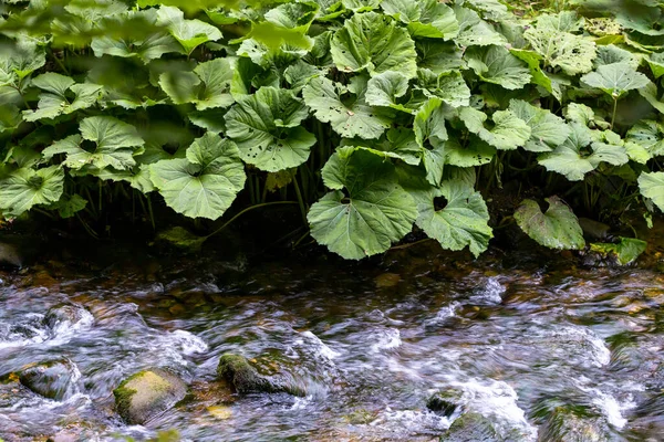 Bubbling Mountain River Green Burdocks Grow Water — Stock fotografie