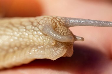 Snail crawls on the hand, close-up, snail horns