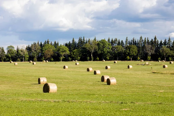 Bales of hay on the field after the harvest, Rural landscape on a green field