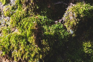 Bright green moss on stones in a dense forest, for background