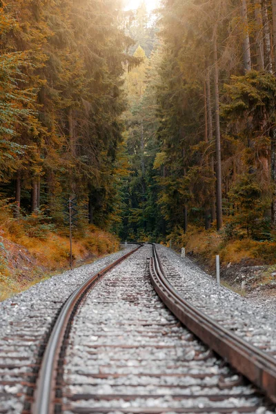 The railway track passes through the forest, the road goes into the distance