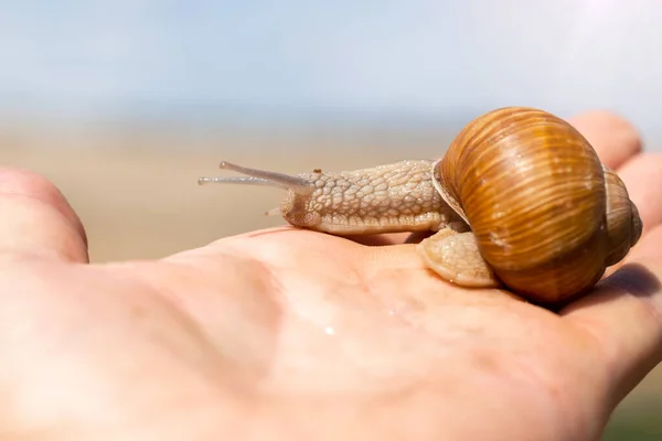 Orange Snail Protruding Head Male Hand — Stock Photo, Image