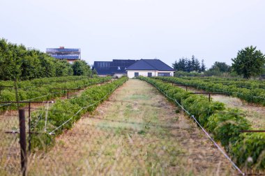 Evin yanında yeşil ahududu çalıları ve bahçede bir sürü ahududu çalısı var.