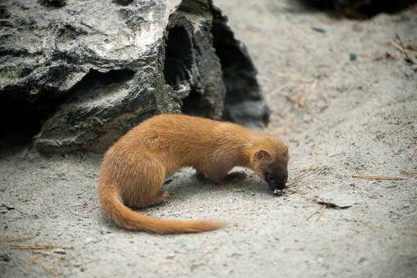 Comadreja Siberiana Mustela Sibirica Kolonok Una Comadreja Tamaño Mediano Nativa — Foto de Stock