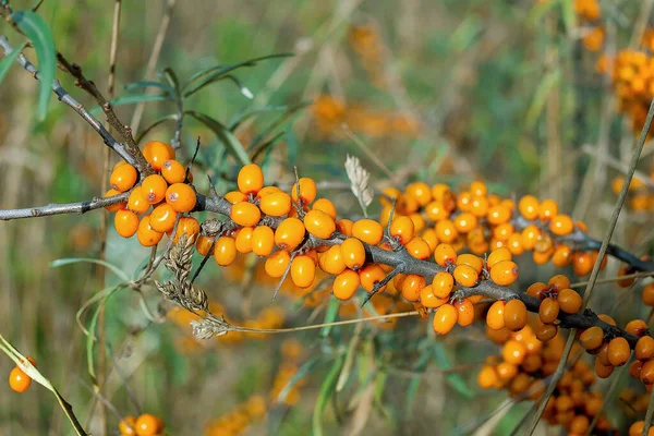 Arbusto Espino Cerval Mar Con Bayas Amarillas Hippophae Rhamnoides Sandthorn — Foto de Stock