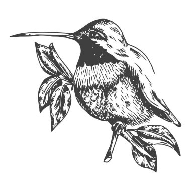 Sinekkuşu çizimi Kuş çizimi