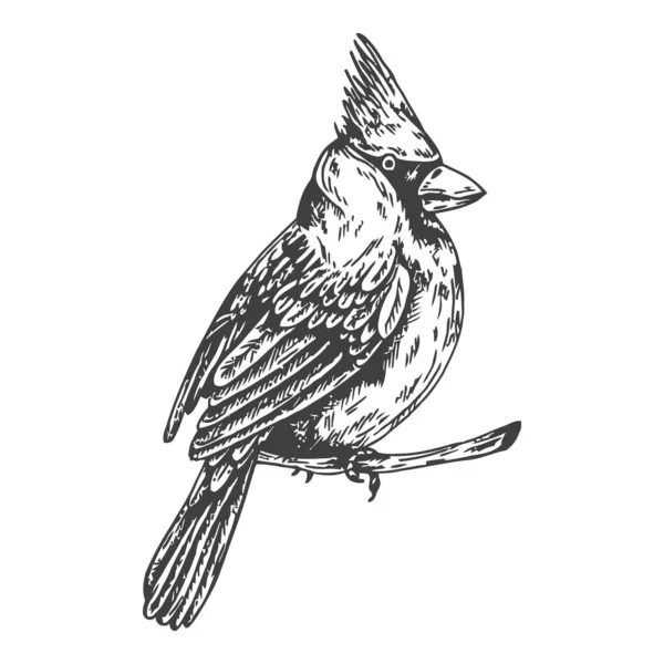 Desenho Pássaro Tropical Ilustração Vetorial —  Vetores de Stock