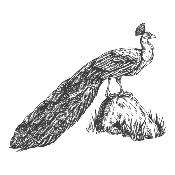 Peacock Vogel Schets Vector Illustratie — Stockvector