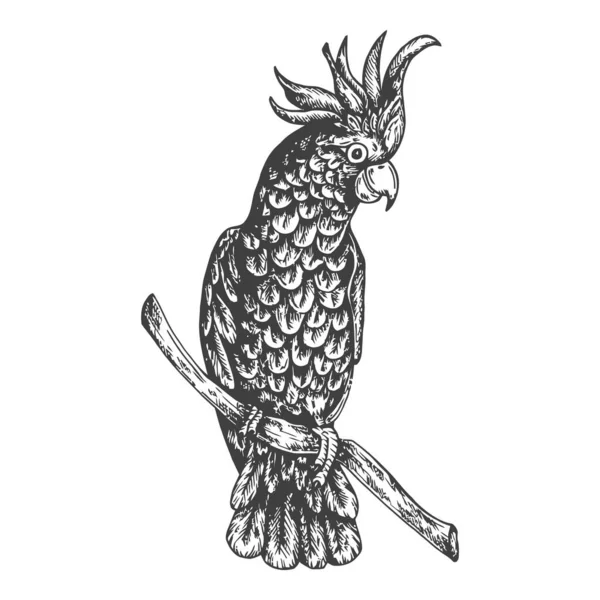 Tropisk Fågel Skiss Vektor Illustration — Stock vektor