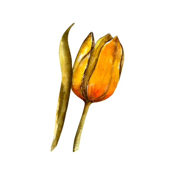 Tulipes jaunes aquarelle isolées sur blanc. Illustration dessin à la main. — Photo
