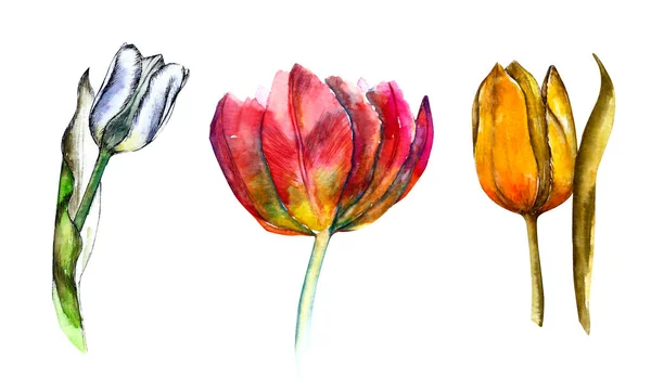 Akvarel žluté, červené a modré tulipány izolované na bílém. — Stock fotografie