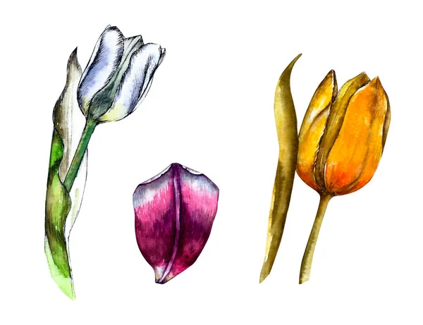 Tulipes jaunes et bleues aquarelle isolées sur blanc. — Photo