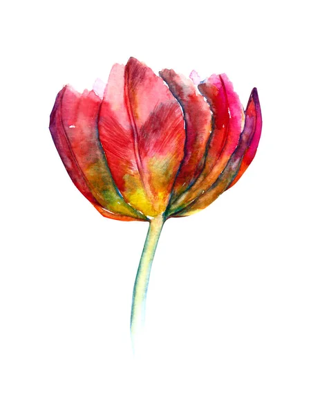 Watercolor red tulip isolated on white. Hand draw illustration. — Stock Photo, Image