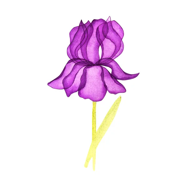 ไอริสสีน้ํา ดอกไม้สีม่วง ภาพวาดด้วยมือ . — ภาพถ่ายสต็อก