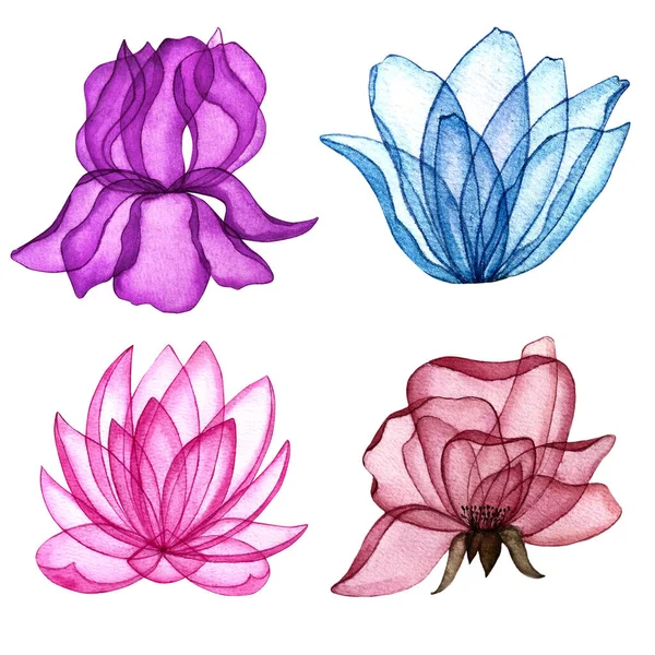 Flores aquarelas com pétalas transparentes. Desenho à mão ilustrações. — Fotografia de Stock