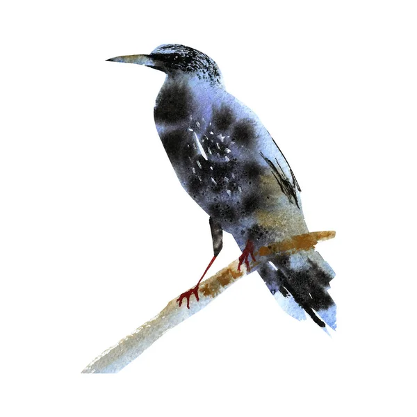 Pássaro aquarela em estilo esboço. Ilustrações pintadas à mão. — Fotografia de Stock