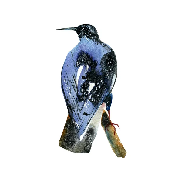Oiseau aquarelle en style croquis. Illustrations peintes à la main. — Photo
