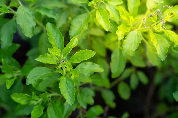 Thai basil is a type of basil native to Southeast Asia. its flavor, described as anise- and licorice-like and slightly spicy