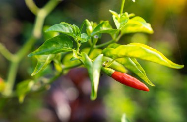 Red Chilli Padi, Red Bird's Eye Chilli, Bird Chilli, Thai pepper