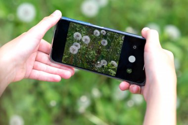 Kız akıllı telefonla karahindiba fotoğrafı çekiyor. Doğal olarak yaz aktivitesi. Doğa araştırması. Alerji sezonu.