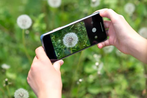 Kız akıllı telefonla karahindiba fotoğrafı çekiyor. Doğal olarak yaz aktivitesi. Doğa araştırması. Alerji sezonu.