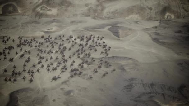 Widok Lotu Ptaka Starożytnej Armii Ładującej Się Polu Bitwy — Wideo stockowe