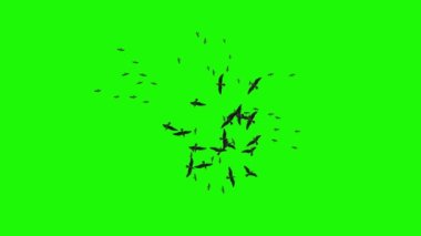 Daireler çizerek uçan büyük bir kuş sürüsü Yeşil Ekran 'da Alt Görünüm