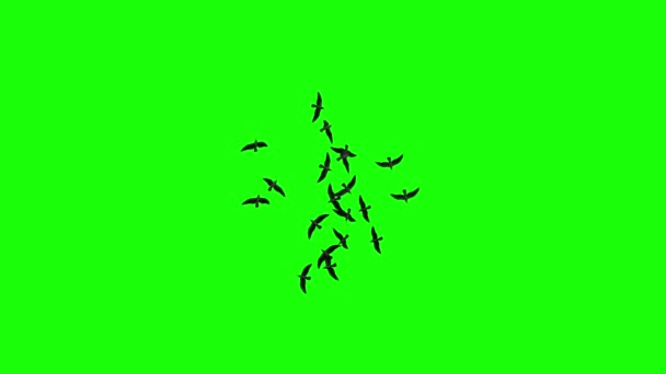 Una Bandada Aves Volando Círculos Una Pantalla Verde Sin Costura — Vídeo de stock