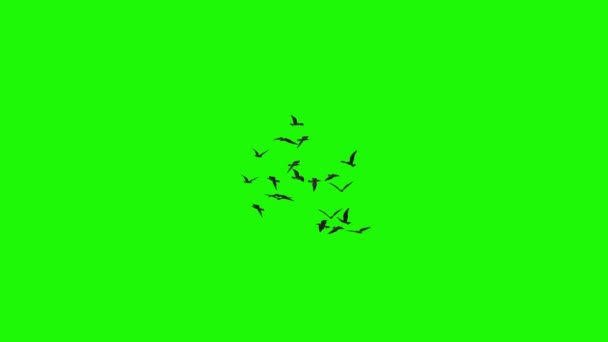 在绿色屏风无缝带侧视图上成群结队飞行的鸟类 — 图库视频影像