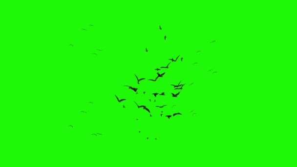 Una Gran Bandada Aves Volando Círculos Una Pantalla Verde — Vídeo de stock