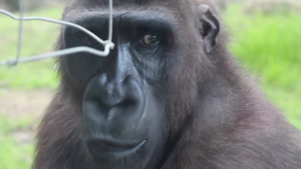 Närbild Kvinnlig Gorilla Ansikte — Stockvideo