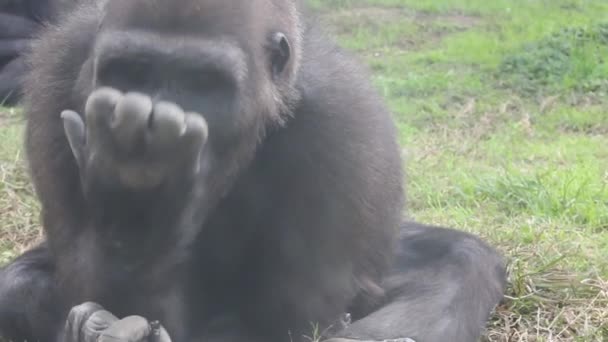 동물원에서 먹이를 재활용하는 고릴라 — 비디오