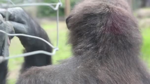 Kvinna Gorilla Leker Med Liten Pinne — Stockvideo