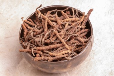 CATERPILLAR FUNGUS CORDYCEPS, veya OPHIOCORDYCEPS SINENSIS sadece Tibet, Nepal, Çin, Butan 'da yüksek irtifada büyür. 