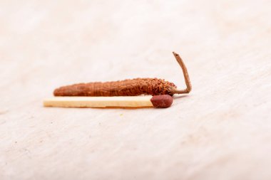CATERPILLAR FUNGUS CORDYCEPS, veya OPHIOCORDYCEPS SINENSIS sadece Tibet, Nepal, Çin, Butan 'da yüksek irtifada büyür. 