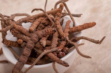 CATERPILLAR FUNGUS CORDYCEPS, veya OPHIOCORDYCEPS SINENSIS sadece Tibet, Nepal, Çin, Butan 'da yüksek irtifada büyür. 