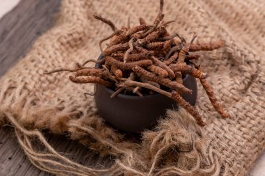 CATERPILLAR FUNGUS (CORDYCEPS, veya OPHIOCORDYCEPS SINENSIS) sadece Tibet, Nepal, Çin, Butan ve Kuzey-Doğu Hindistan 'da yüksek irtifada büyür..