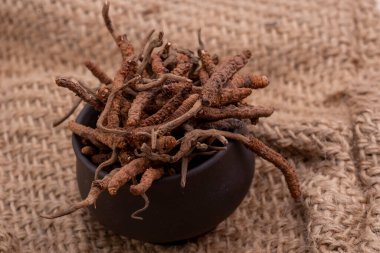 CATERPILLAR FUNGUS (CORDYCEPS, veya OPHIOCORDYCEPS SINENSIS) sadece Tibet, Nepal, Çin, Butan ve Kuzey-Doğu Hindistan 'da yüksek irtifada büyür..