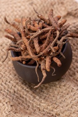 CATERPILLAR FUNGUS (CORDYCEPS, veya OPHIOCORDYCEPS SINENSIS) sadece Tibet, Nepal, Çin, Butan ve Kuzey-Doğu Hindistan 'da yüksek irtifada büyür..