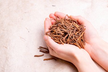 Ophiocordycipitaceae familyasına ait yarsagumba (Cordyceps sinensis / Ophiocordyceps sinensis)