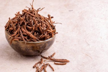 Ophiocordycipitaceae familyasına ait yarsagumba (Cordyceps sinensis / Ophiocordyceps sinensis)