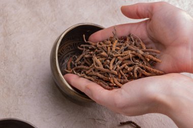 Ophiocordycipitaceae familyasına ait yarsagumba (Cordyceps sinensis / Ophiocordyceps sinensis)