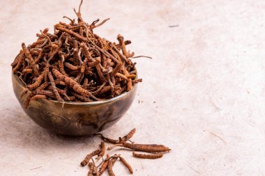 Yarsagumba (Cordyceps sinensis / Ophiocordyceps sinensis) 