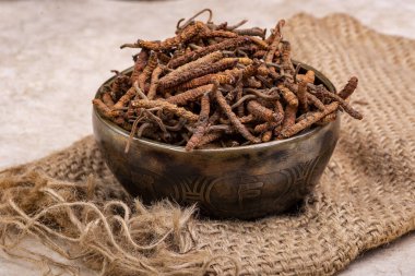 Yarsagumba (Cordyceps sinensis / Ophiocordyceps sinensis) 