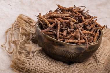 Yarsagumba (Cordyceps sinensis / Ophiocordyceps sinensis) 