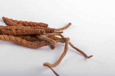 Yarsagumba Cordyceps sinensis Ophiocordyceps sinensis