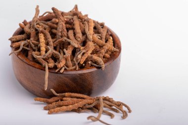 Yarsagumba Cordyceps sinensis Ophiocordyceps sinensis