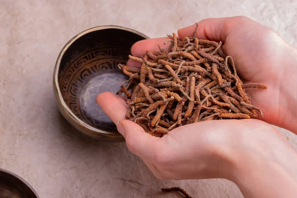 Ophiocordycipitaceae familyasına ait yarsagumba (Cordyceps sinensis / Ophiocordyceps sinensis)