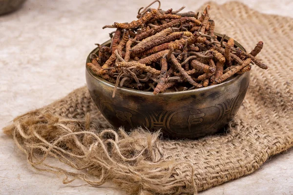 Yarsagumba (Cordyceps sinensis / Ophiocordyceps sinensis) 